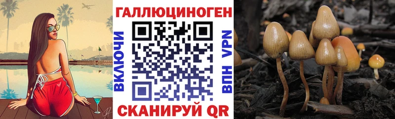 Галлюциногенные грибы Psilocybine cubensis  как найти   Котельниково 